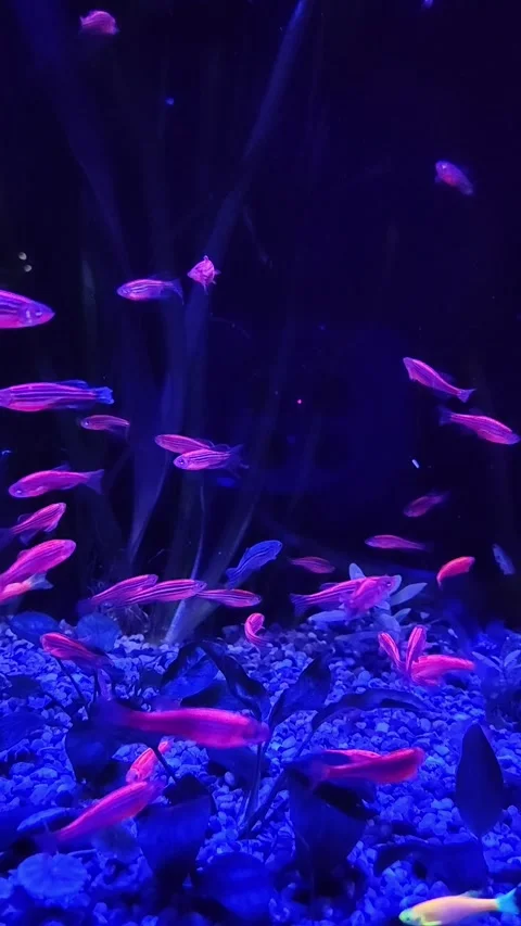 Fluorescent pink fish glowing under blue uv light. vertical. Stock-Footage 335766105