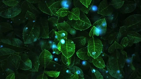 Fluorescent plants. Chemically modified leaves, shine at night. Watered with che Stock Footage 80541434