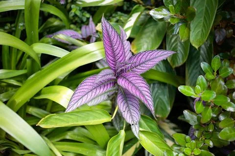 Fluorescent Purple Leaf Foto stock