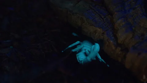 Fluorescent scorpio hiding under a branch at night in 4k slow motion 30fps Video stock 105064148