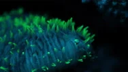 Fluorescent Sea Cucumber At Night - Bioluminescence In Underwater World Stock Footage