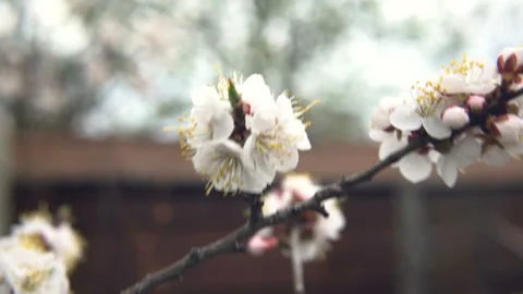 Fluorescent tree. Apricot tree blooms in the garden, close-up Vídeos de archivo 107317788