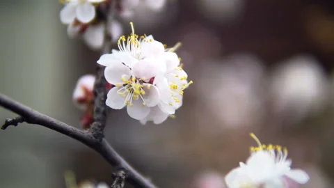 Fluorescent tree. Apricot tree blooms in the garden, close-up Stock Footage 107337557