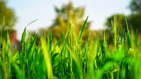 Fluorescent triticale of Wheat or Rye in the field. Evergreen blooming fibre  Stock Photos