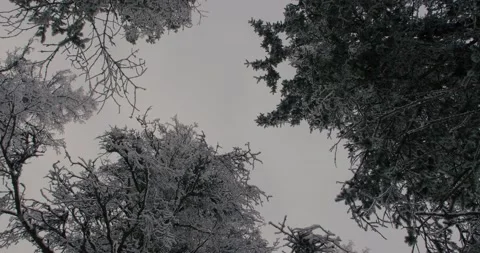 Flurries Of Snow Begin falling through a forest Stock Footage 234092036