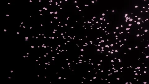 Flurry of cherry blossoms and Black background slow motion Video stock 112613463