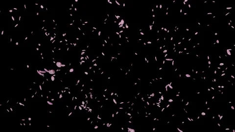 Flurry of cherry blossoms and Black background slow motion Video stock 112613586