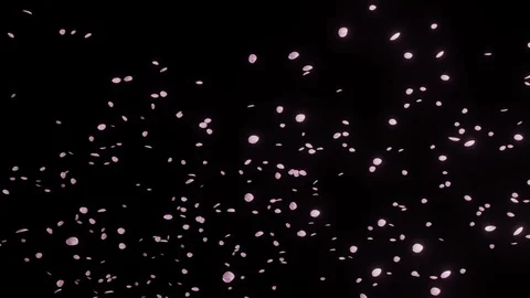 Flurry of cherry blossoms and Black background slow motion Video stock 112615260