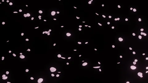 Flurry of cherry blossoms and Black background slow motion Video stock 112615332