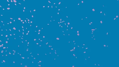 Flurry of cherry blossoms and Black background slow motion Stock-Footage 112618150