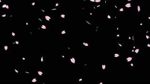 Flurry of cherry blossoms falling diagonally on black background Stock Footage 170734371