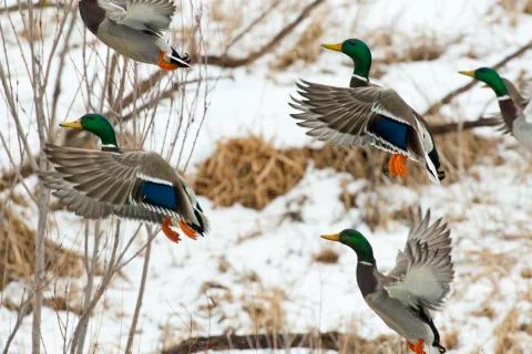 Flushing Drake Mallards Stock Photos