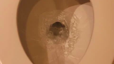 Flushing Stock Footage 9890221