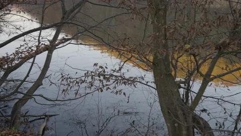 Fluss im Wald 库存影片 212021655