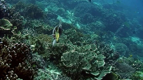 Flute fish on background of school of fish in underwater Philippine Sea. 库存影片 121061624