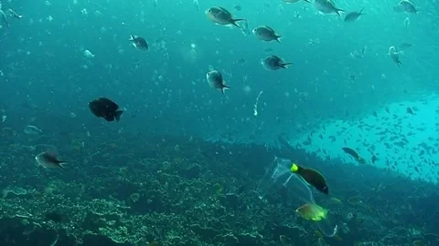Flute fish on background of school of fish in underwater Philippine Sea. Video stock 121061642