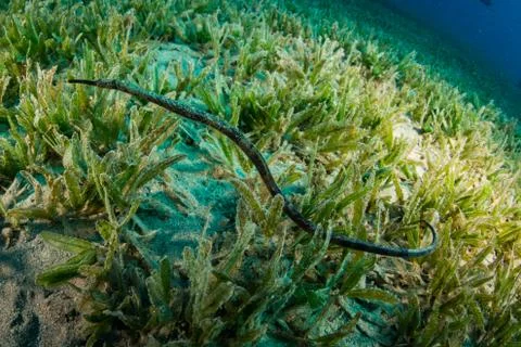 Flute fish Stock Photos