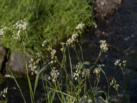Flute herb blooming in front of small stream floating, Ardennes, Belgium Stock Footage 76261376