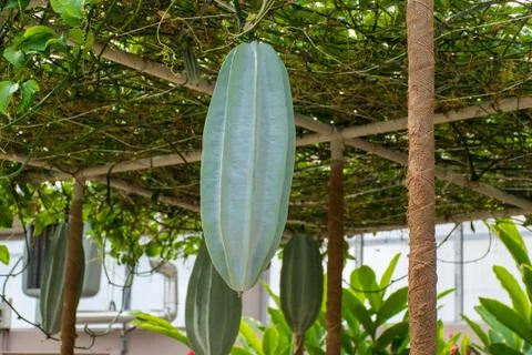 Fluted Pumpkin Stock Photos