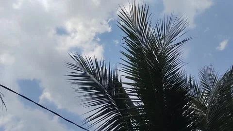 The flutter of leaves from a coconut tree Stock Footage 233502342