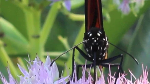 Flutterby- A Monarch Butterfly Stock Footage 117223684