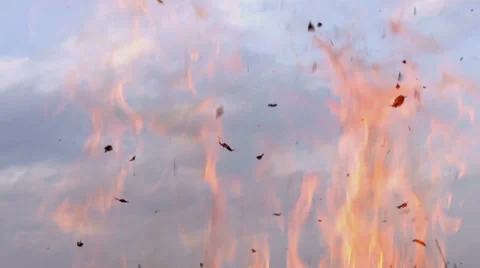 Fluttering Ash Stock Footage 37581529