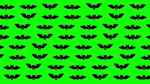 Fluttering bats pattern green screen motion graphics Stock Footage 264797677