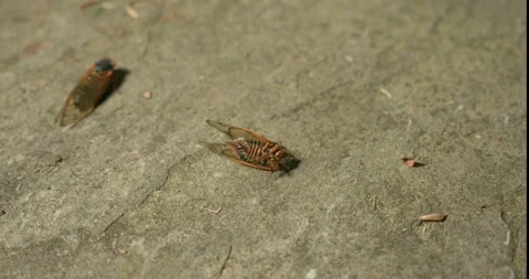 Fluttering Brood-X Cicada on it’s back tries to right itself  Stock Footage 205001250