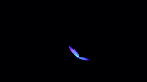 A fluttering butterfly on a black background Video stock 286378740