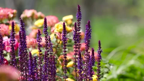 Fluttering butterfly Stock-Footage 344723892