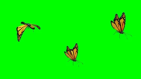 Fluttering butterfly motion graphics with green screen background Stock Footage