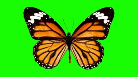 Fluttering butterfly motion graphics with green screen background Stock Footage 133220712