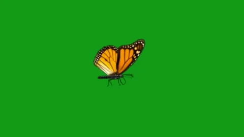 Fluttering butterfly motion graphics with green screen background Stock Footage 133546375