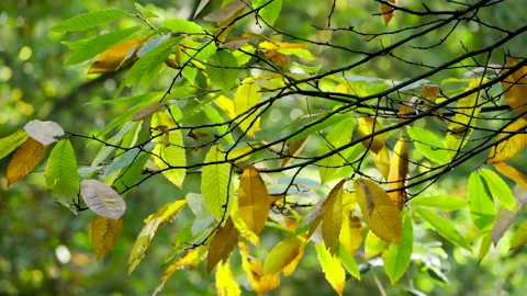 Fluttering leaves on thin branches Stock Footage 221579691