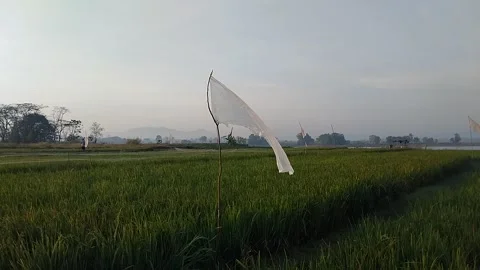 Fluttering Plastic Flag on Rice Field Stock Footage 341456415
