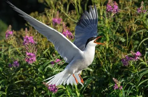 Fluttering tern. Common Tern with open beak and spreading wings in flight at  Stock Photos