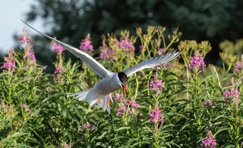 Fluttering tern. Common Tern with open beak and spreading wings in flight at  Stock Photos