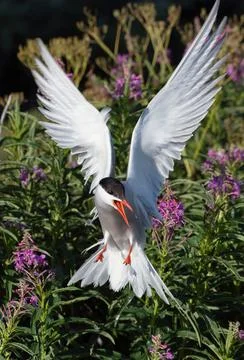 Fluttering tern. Common Tern with spreading wings in flight at sunny day. Fro Stock Photos