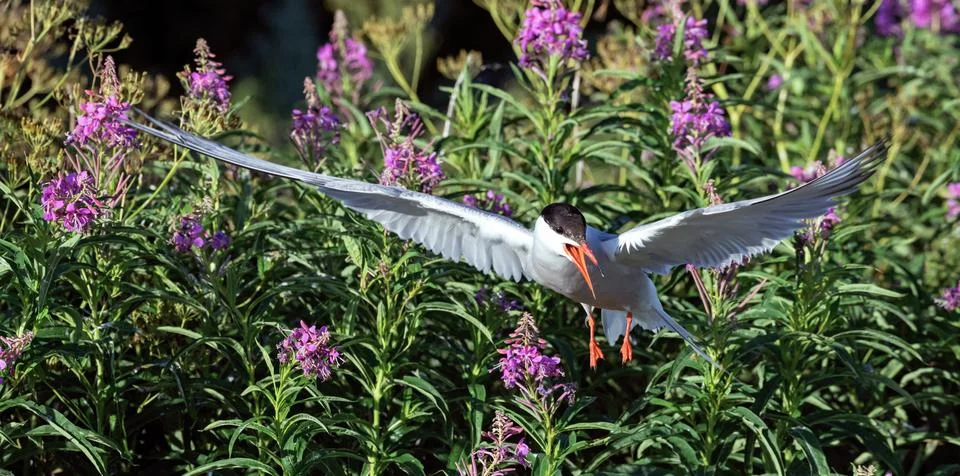 Fluttering tern. Common Tern with spreading wings in flight at sunny day. Fro Stock Photos
