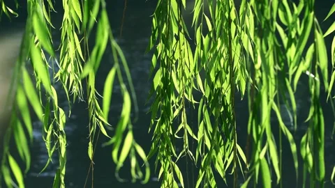 Fluttering - willow - weeping willow - willow leaves 動画素材 258112439