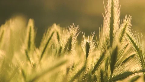 Fluttering in the wind Stock Footage 95289929