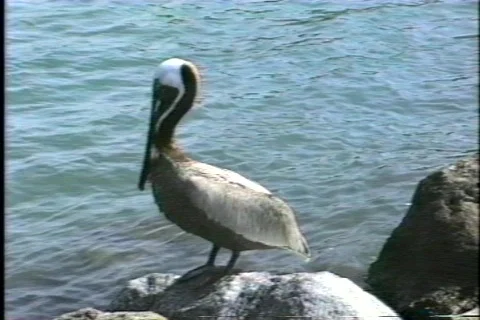 FLVenice 25 動画素材 304514