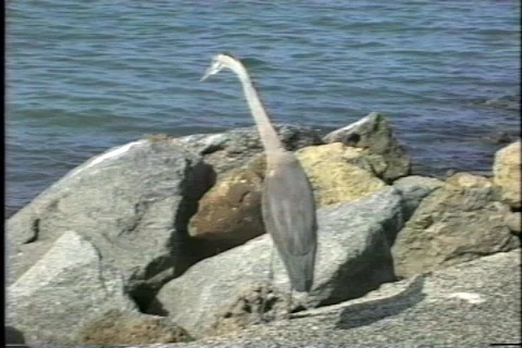 FLVenice 26 動画素材 304761