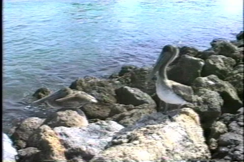 FLVenice 27 Stock Footage 304880