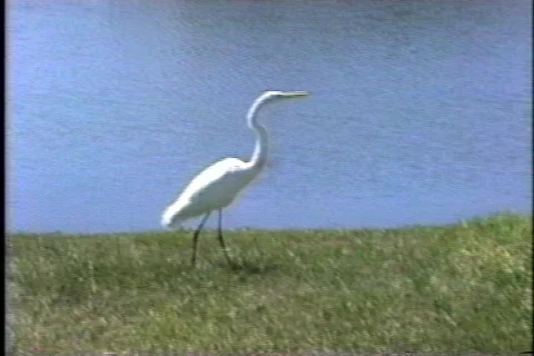 FLVenice 30 Stock Footage