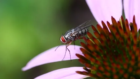 Fly 32 Stock-Footage 135949313