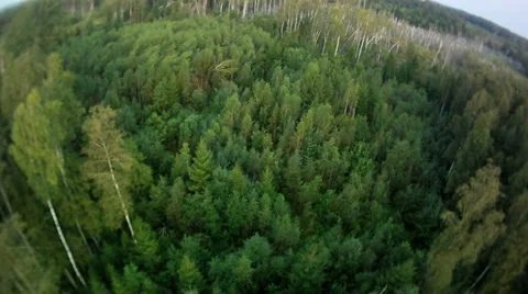 Fly above forest and wind fallen trees Video stock 1016695