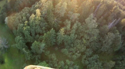 Fly above forest - summer sunrise Stock Footage 831752