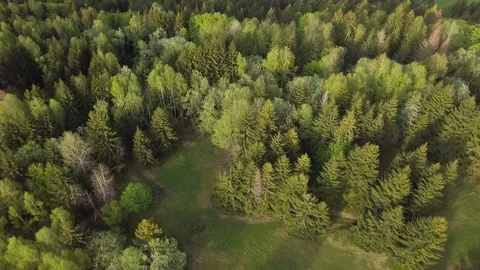 Fly above green forest trees in sunny spring nature evening Stock Footage 108312958