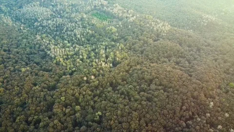 Fly above the mixed type forest with fir and leaf trees Stock Footage 122424147